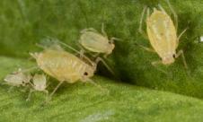 Păduchele verde al piersicului Păduchele verde al piersicului